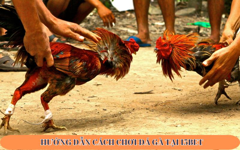 Hướng dẫn cách chơi đá gà tại I5bet